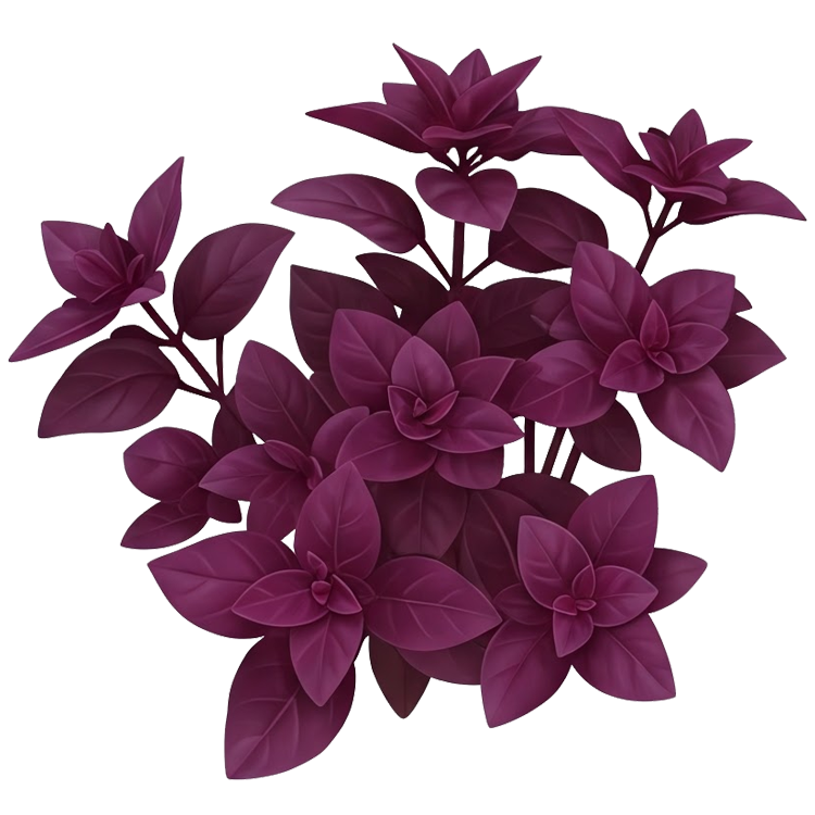 red basil แปลว่า กะเพราแดง