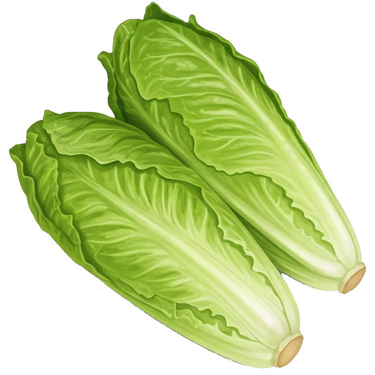 romain lettuce แปลว่า ผักกาดหวาน