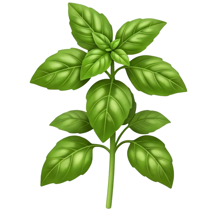 basil แปลว่า ใบกะเพรา