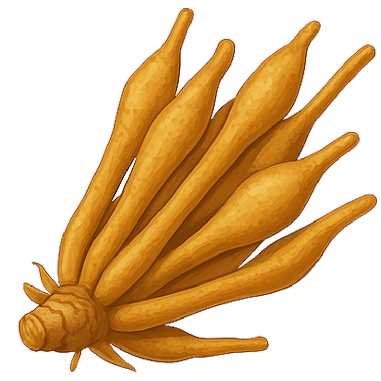 fingerroot แปลว่า กระชาย