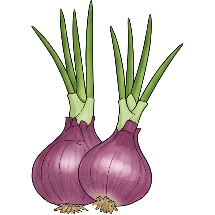 shallot แปลว่า หอมแดงเล็ก