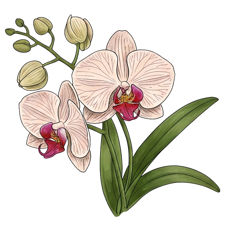 orchid แปลว่า ดอกกล้วยไม้