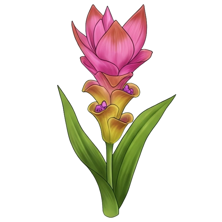 siam tulip แปลว่า ดอกกระเจียว