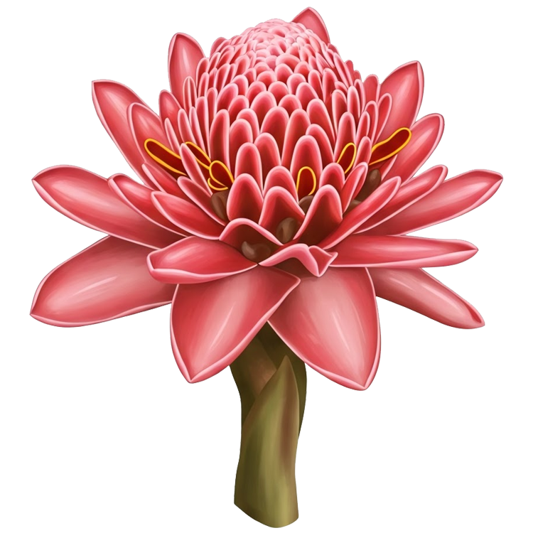 torch ginger แปลว่า ดอกดาหลา