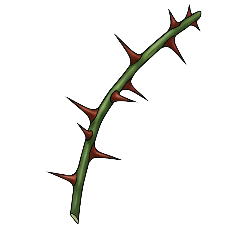 thorn แปลว่า หนาม