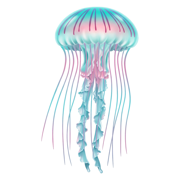 jellyfish แปลว่า แมงกะพรุน