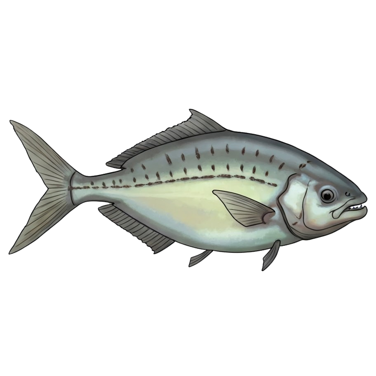 x-ray fish แปลว่า ปลาขนาดเล็กลุ่มน้ำอะเมซอน