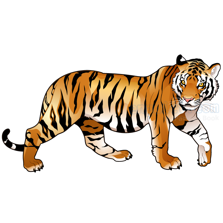 Year of the Tiger แปลว่า ปีเสือ (ปีขาล)
