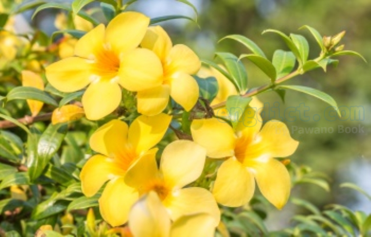 allamanda แปลว่า ดอกบานบุรี