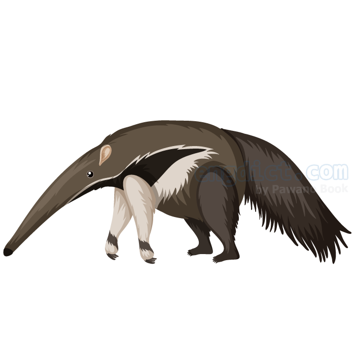 anteater แปลว่า ตัวกินมด