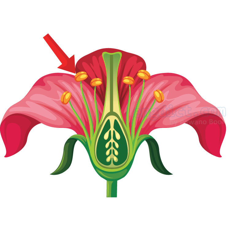 anther แปลว่า เกสรตัวผู้ของดอกไม้