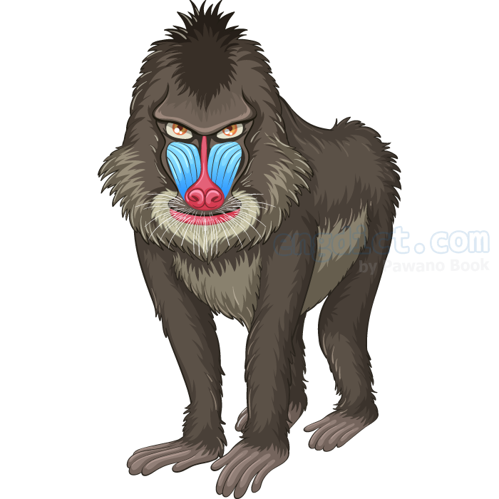 baboon แปลว่า ลิงบาบูน