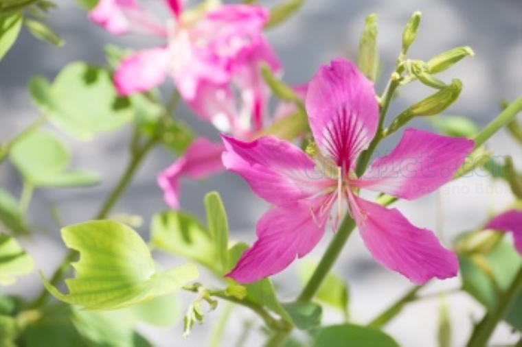 bauhinia แปลว่า ดอกชงโค