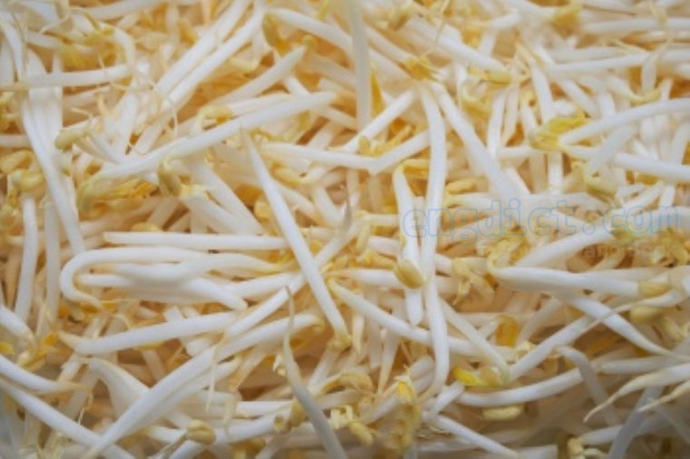 bean sprout แปลว่า ถั่วงอก