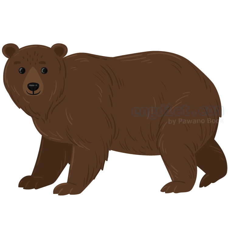 bear แปลว่า หมี