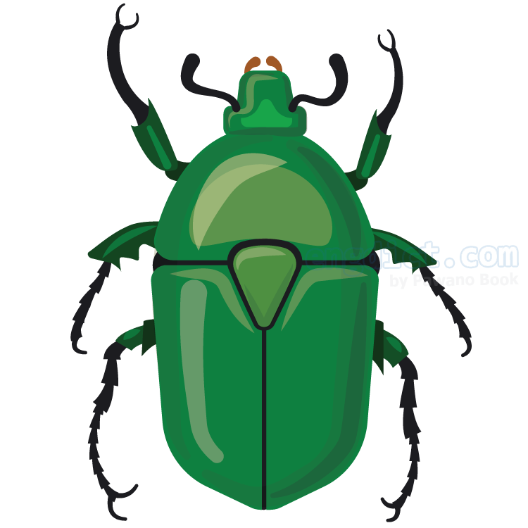 beetle แปลว่า แมลงปีกแข็ง