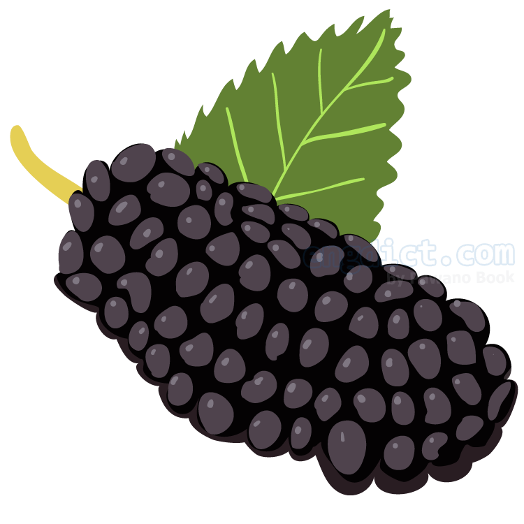 black mulberry แปลว่า แบล็คมัลเบอร์รี่