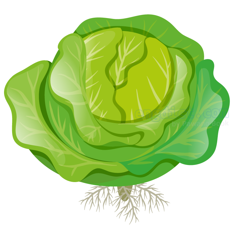 cabbage แปลว่า กะหล่ำปลี