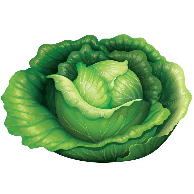 cabbage แปลว่า กะหล่ำปลี