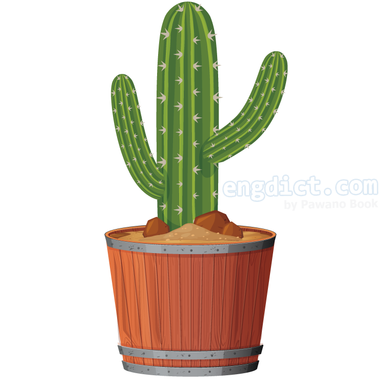 cactus แปลว่า กระบองเพชร