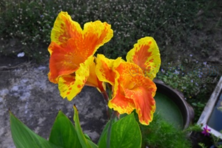 canna lily แปลว่า ดอกพุทธรักษา