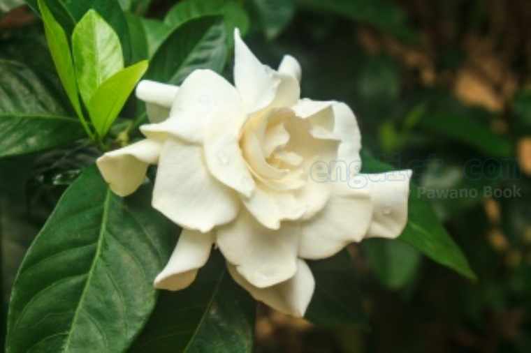 cape Jasmine แปลว่า ดอกพุดซ้อน