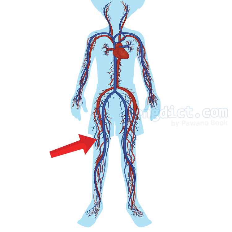 capillary แปลว่า เส้นเลือดฝอย