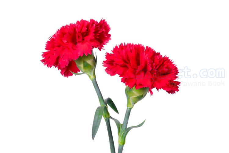 carnation แปลว่า ดอกคาร์เนชั่น
