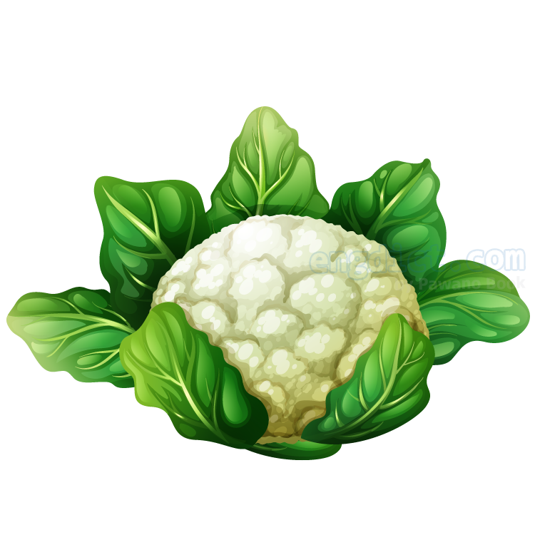 cauliflower แปลว่า ผักกะหล่ำดอก