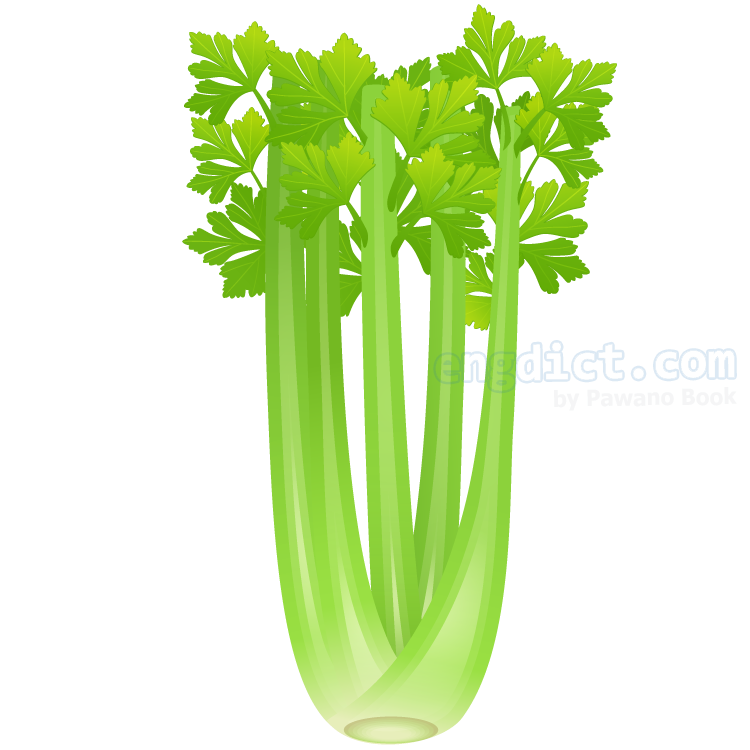 celery แปลว่า ผักคื่นช่าย