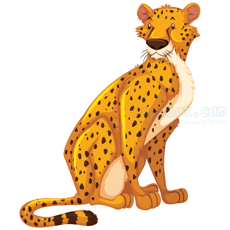cheetah แปลว่า เสือชีตา