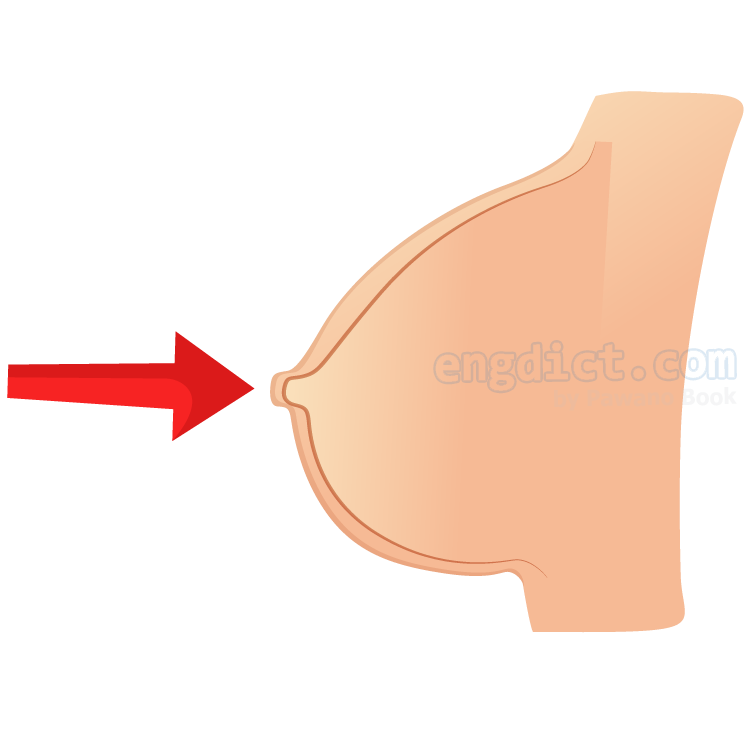 chest แปลว่า นม,หน้าอก