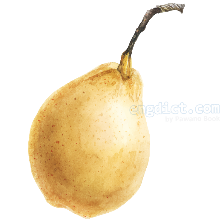 chinese pear แปลว่า สาลี่