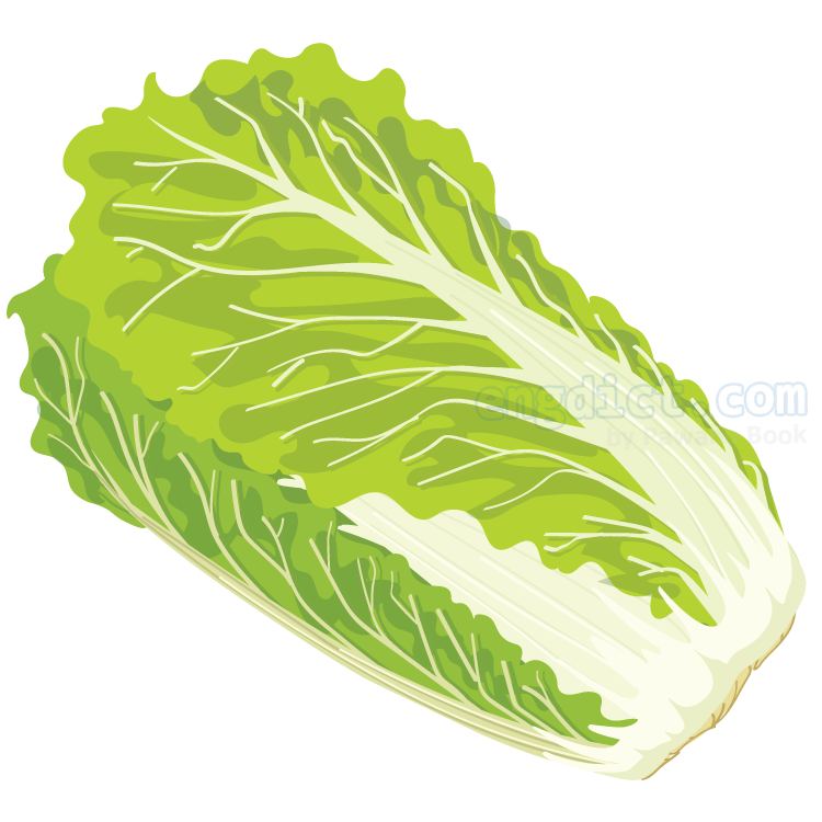 chinese cabbage แปลว่า ผักกาดขาวปลี