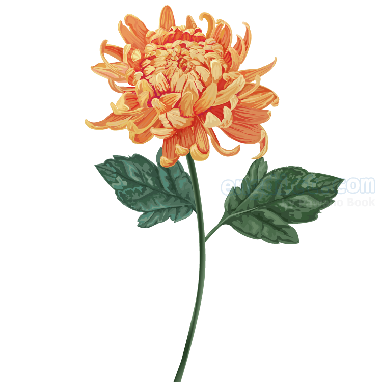 chrysanthemum แปลว่า ดอกเบญจมาศ