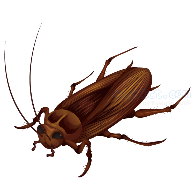 cockroach แปลว่า แมลงสาบ