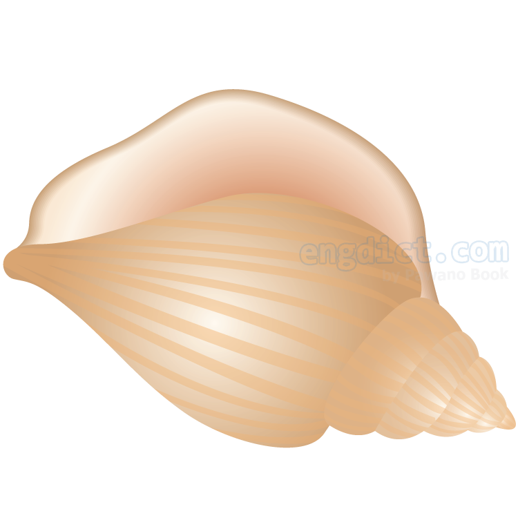 conch แปลว่า หอยสังข์