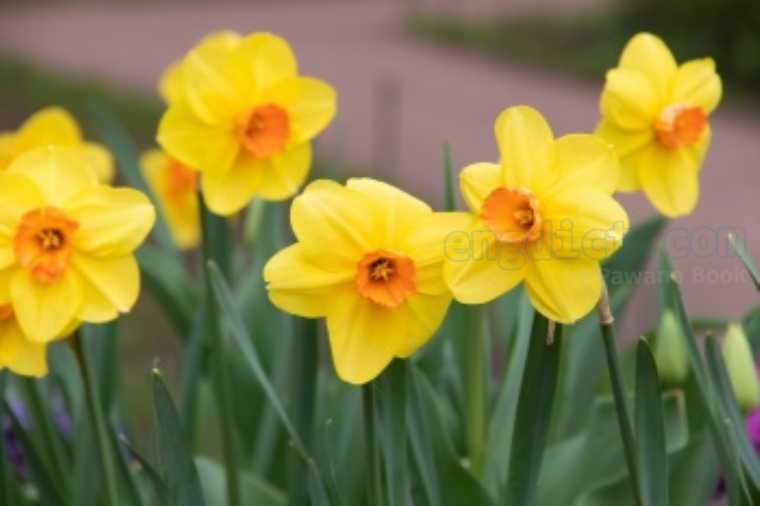 daffodil แปลว่า ดอกดารารัตน์