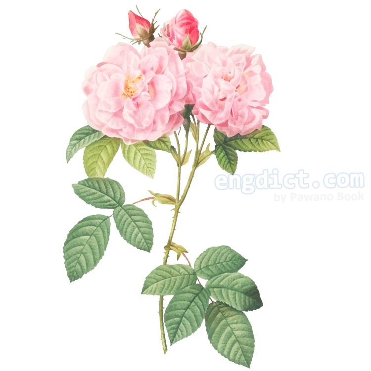 damask rose แปลว่า ดอกกุหลาบมอญ