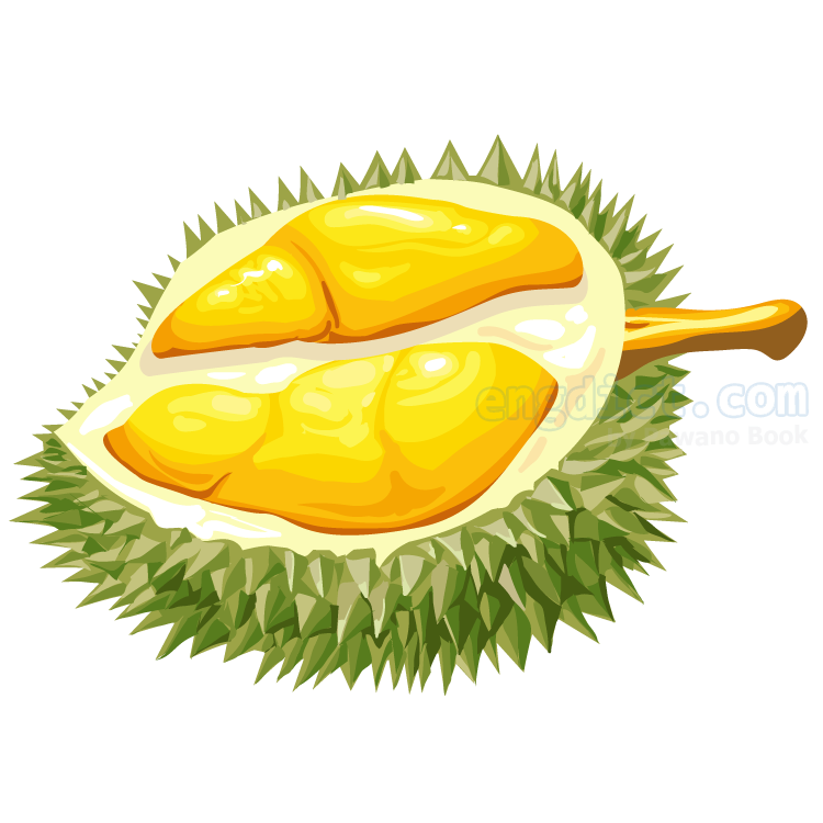 durian แปลว่า ทุเรียน
