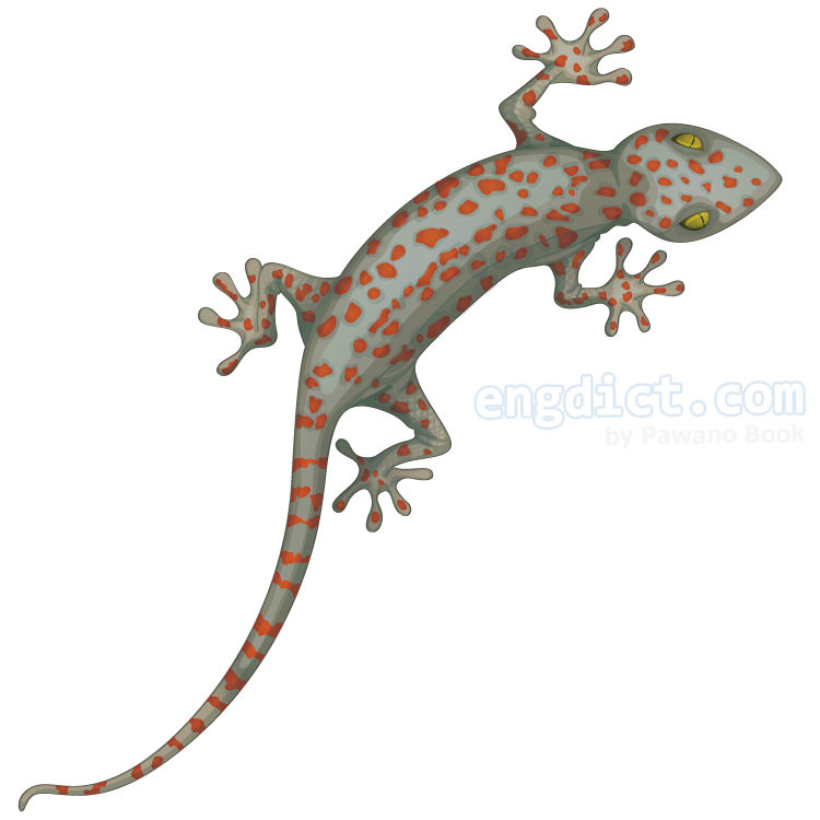 gecko แปลว่า ตุ๊กแก