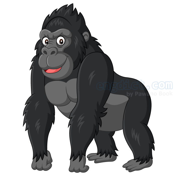 gorilla แปลว่า ลิงกอริลลา