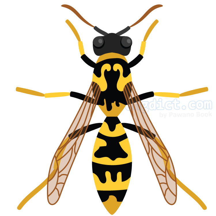 hornet แปลว่า แตน,ตัวต่อ
