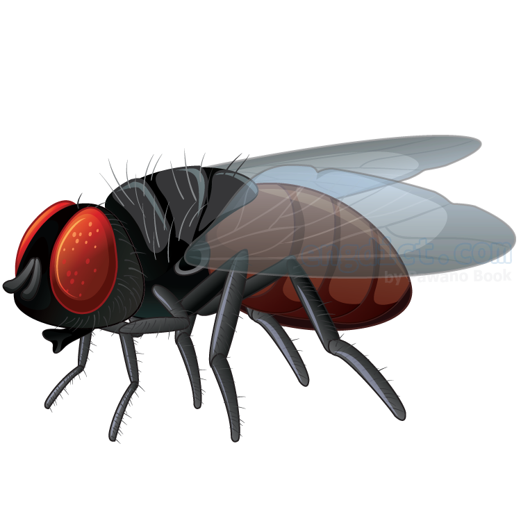 housefly แปลว่า แมลงวัน