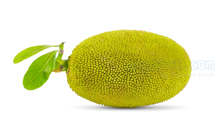 jackfruit แปลว่า ขนุน