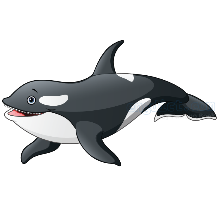 killer whale แปลว่า ปลาวาฬเพชรฆาต