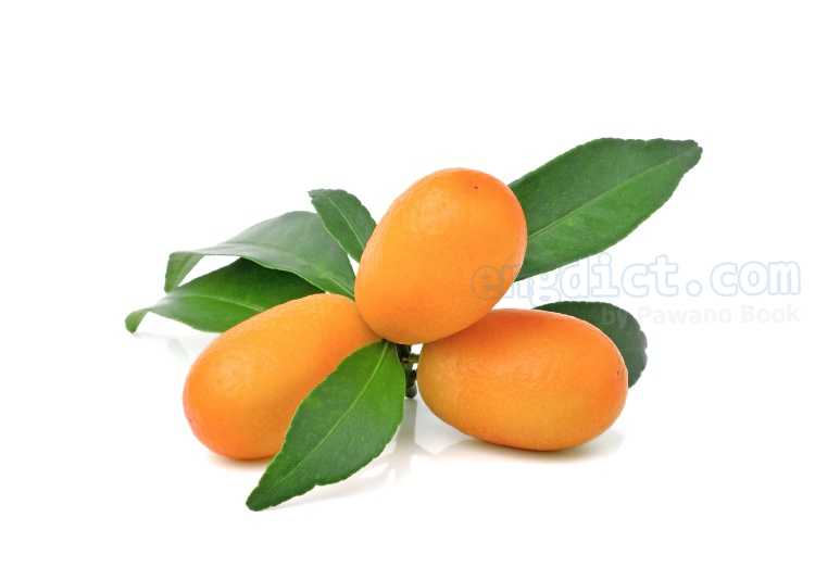 kumquat แปลว่า ส้มจี๊ด