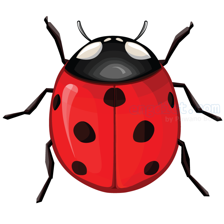 ladybug แปลว่า แมลงเต่าทอง