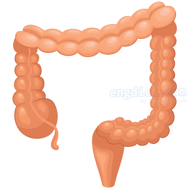 large intestine แปลว่า ลำไส้ใหญ่