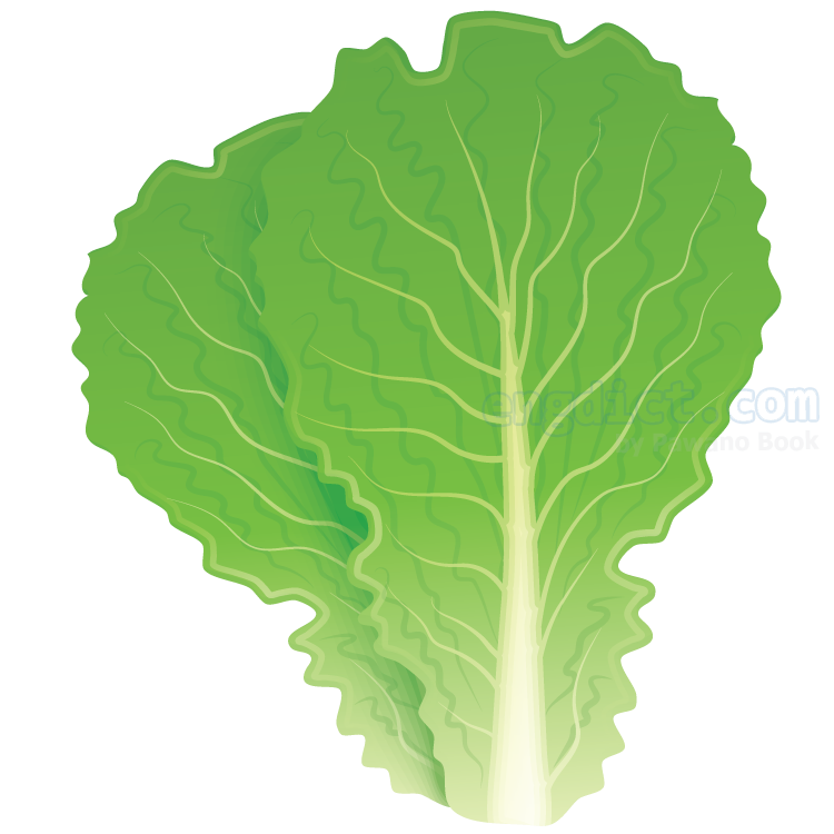 lettuce แปลว่า ผักกาดหอม